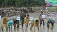 tanam-padi-di-bancoh